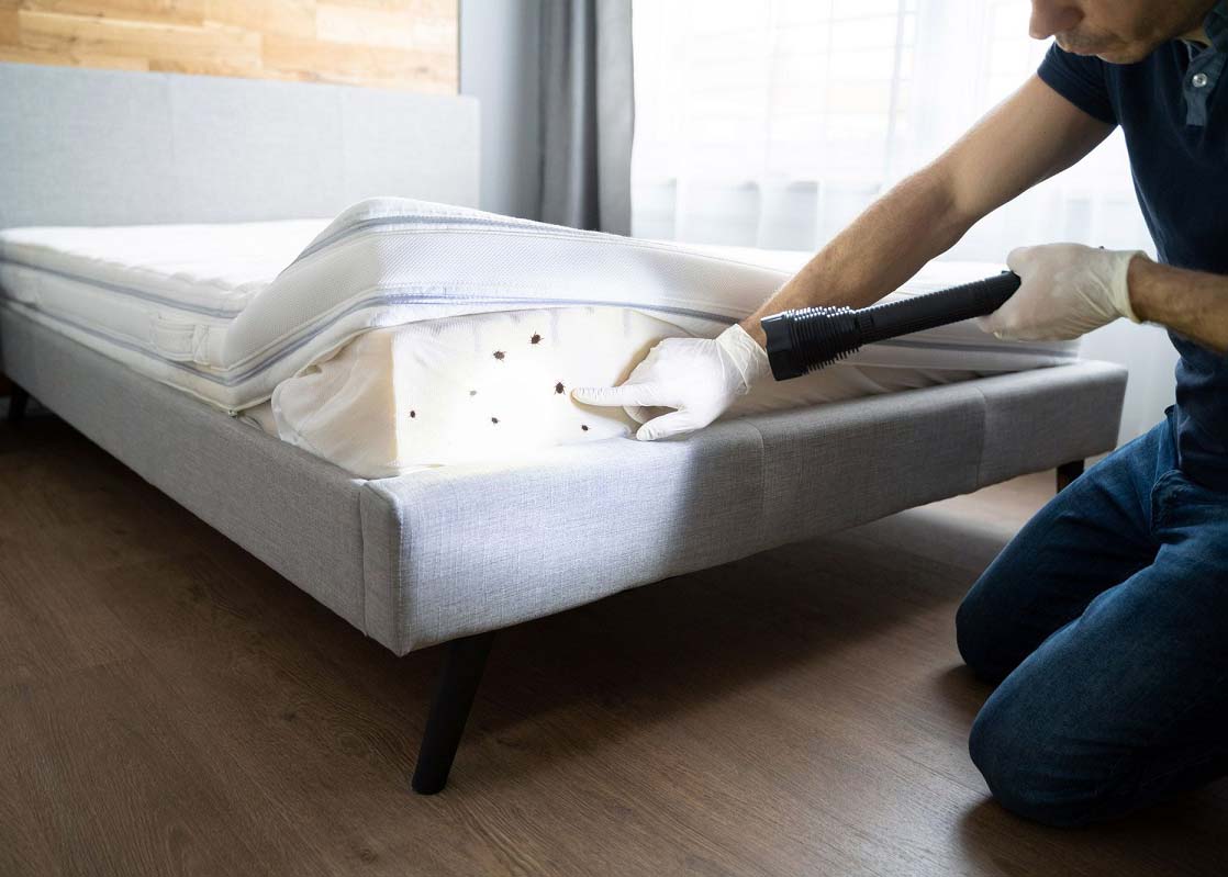 Bed Bug Control (3)