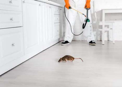 Rodents Control (2)